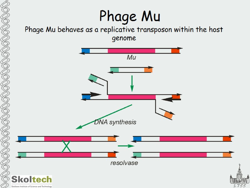 Phage Mu Phage Mu behaves as a replicative transposon within the host genome